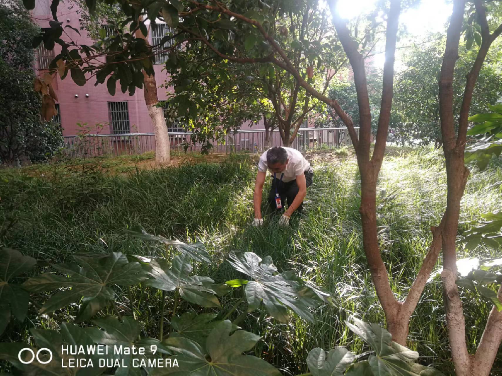 绿化修剪忙 打造好环境