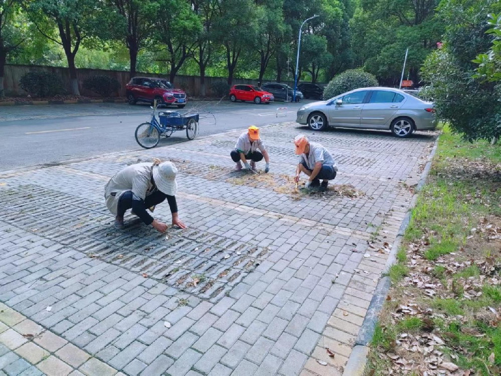 清除杂草  美化环境