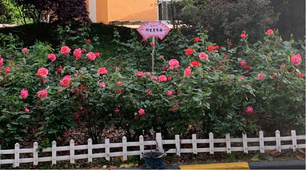 月季花开正艳，在家门口闻香赏花