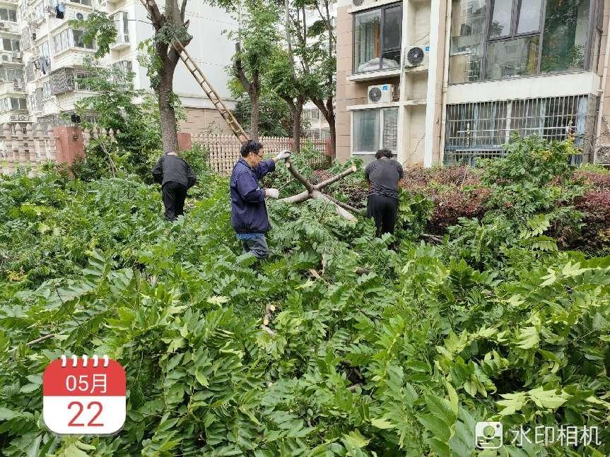 初夏好时光 绿化修剪忙