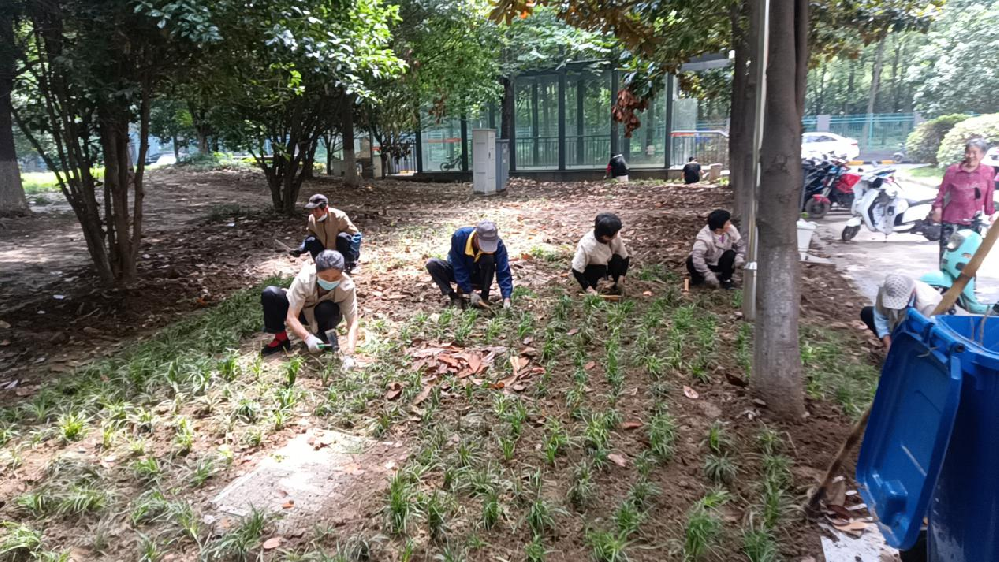 补种麦冬添新绿扮靓家园美环境