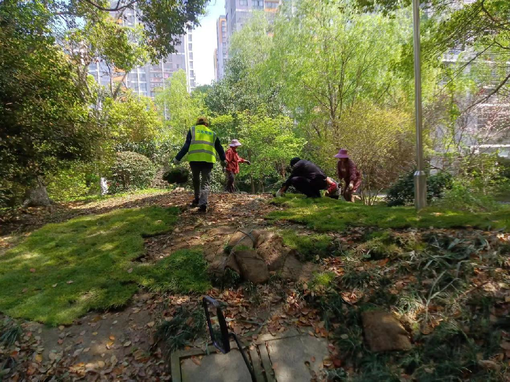 补种草皮添“绿” 重塑小区“颜值