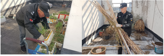 楼顶乱种植，清理整治进行时