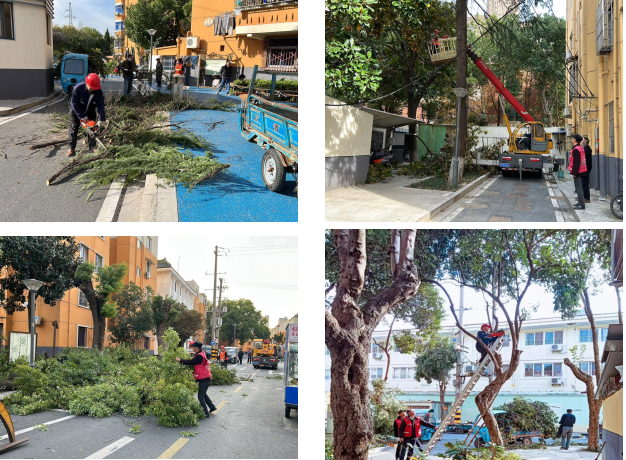 老小区大树“理发”焕新颜